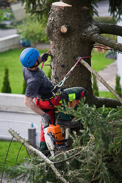 Professional Tree Care Services in Vanceburg, KY