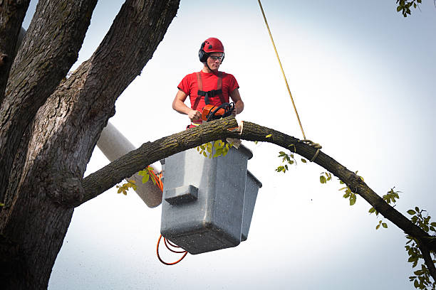 How Our Tree Care Process Works  in  Vanceburg, KY